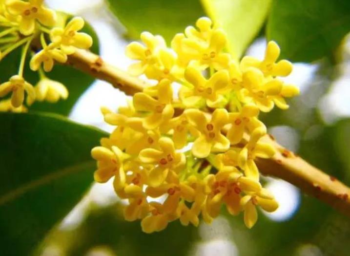 園林綠化zui愛的10種“花香之樹”！